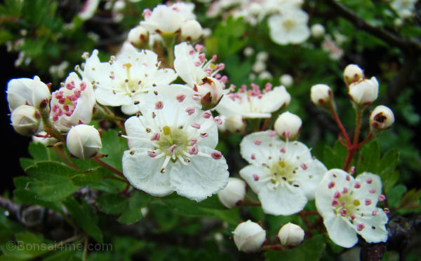 crataegus flower